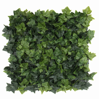 Hedera helix, dielec 50 x 50 cm