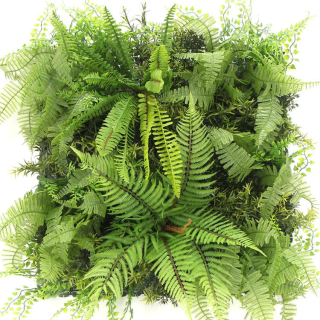 MINI WALL GREEN Dicksonia tree fern, dielec 50 x 50 cm